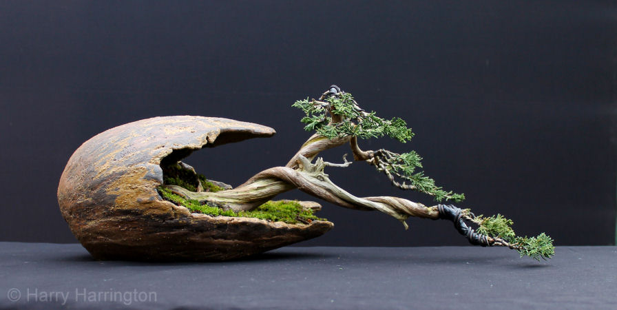 Juniper bonsai